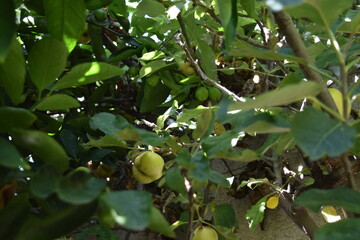 Apples and limes on trees