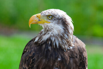 Bald eagle (lat. haliaeetus leucocephalus)