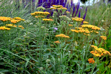 Yarrow is a blooming large number of lilac pink orange beige flowers that bloom into a light lavender pink. With a height of about 60 cm, it fits into the center of a perennial flowerbed © Michal