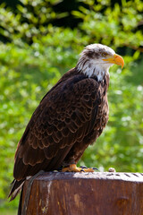 Bald eagle (lat. haliaeetus leucocephalus)