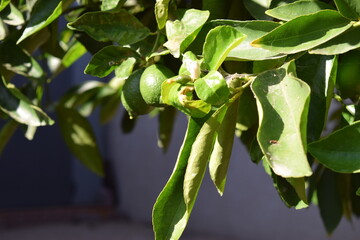 Limes on tree