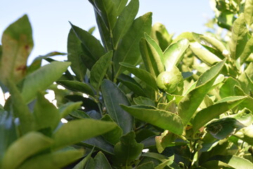 green leaves