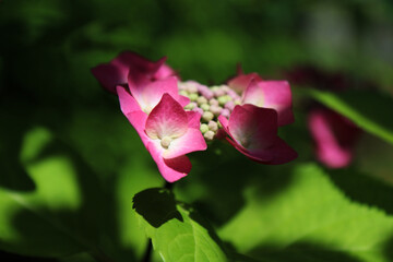 Ortensia, dettagli dei fiori in un luminoso mattino di primavera