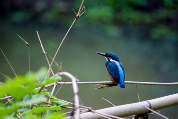 Kingfisher Birds 