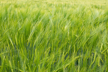 Green Barley Field for natural background, Hordeum vulgare or Gerste