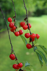 Ripe red sour cherry fruits on branch in the orchard. Prunus cerasus fruit