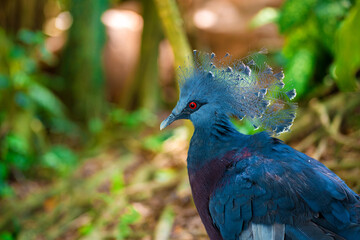 Unusual crowned dove in a green park cleans feathers. Beauty of nature. Bird watching