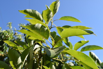 green leaves on a tree