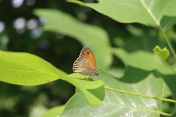 Orange and brown butterfly on a green leaf in the garden on springtime. Lycaena phlaeas butterfly 

