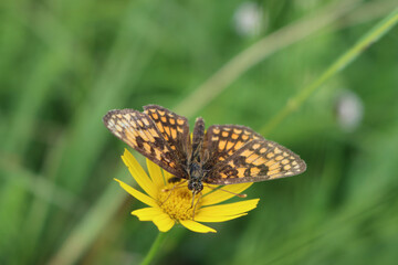 Brown and orange butterfly on yellow flower. Melitaea diamina butterfly on wild flower in the meadow