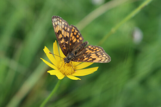 Brown and orange butterfly on yellow flower. Melitaea diamina butterfly on wild flower in the meadow
