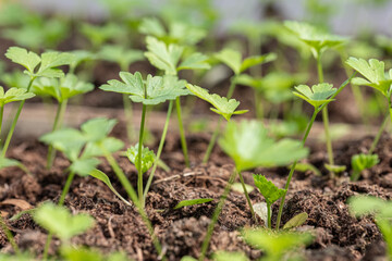 Vibrant green seedlings of parsley in a greenhouse