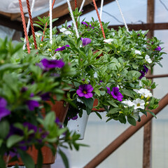 purple flowers calibrachoa in a pot with green leaves