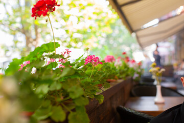 Interior of a summer playground without people with fresh flowers in pots. A cozy cafe.