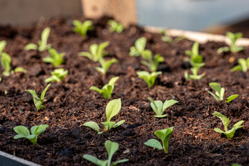 small seedlings  in a nursery in a greenhouse in the spring