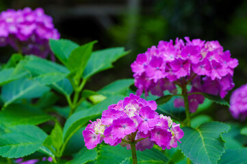 鮮やかに色づく紫陽花