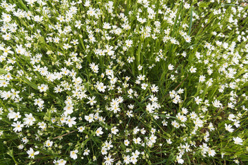 Blossom Starwort flowers closeup