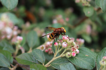 Hornet wasp collecting nectar on a pink Cotoneaster flower on branch. Vespa crabro insect in the garden