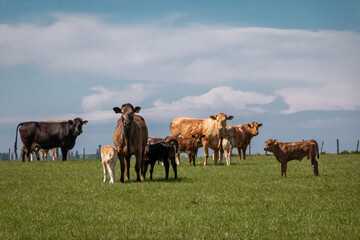 Dutch cows in an idyllic landscape with fresh green grass and vast plains in the background wind turbines