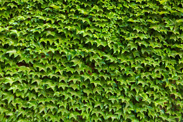 Stone wall in the garden entwined with a green plant.