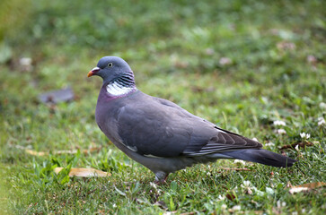 pigeon