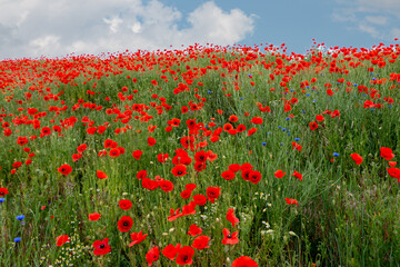 Field with bright red poppies on a beautiful sunny day in the Netherlands province of Overijssel