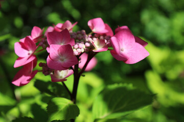 Fototapeta na wymiar Ortensia, dettagli dei fiori in un luminoso mattino di primavera