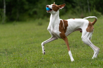 Dog plays on the lawn. The dog runs after the toy and having fun