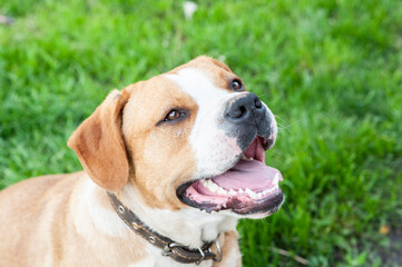 Staffordshire Terrier half-breed on the background of green grass. Portrait of a thoroughbred adult male on a green lawn.