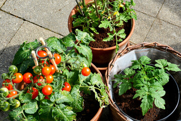 junge Tomatenpflanze mit gelben Blüten, Tomatenpflanze roten Tomaten, Kirschtomate, Selbstversorger mit Tomaten, Tomatenzucht im Topf auf Balkon und Terrasse, Anzucht von Tomaten