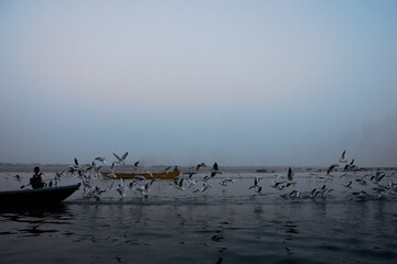 Group of birds are flying near the boats in the river ganges at varanasi, India