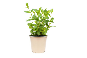 Pepper mint green plant growing on bracket on white background isolated