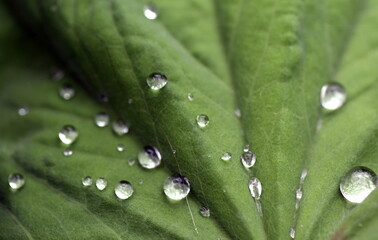 Regentropfen auf einem grünen Blatt