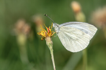 Green-veined white (Pieris napi) feeding nectar from a thistle