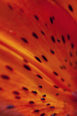 Bright orange macro lily flower petal with dots