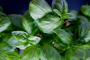 Fresh basil on a dark background. Green basil. Green basil on a dark background. Food background. A lot of basil