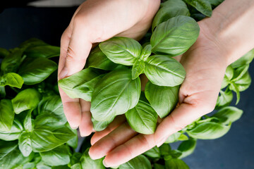 Female hands holding basil leaves. Locavore movement, clean eating,organic horticulture, growing, harvesting concept