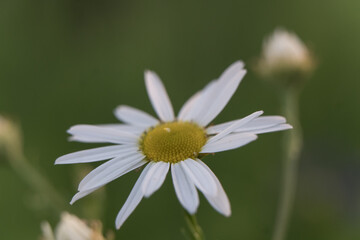 Obraz premium Bud of a blooming chamomile close-up. Macro photo of a daisy