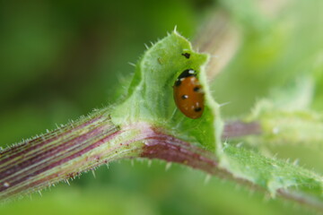 A red ladybug on a green leaf. It is lit by sunlight