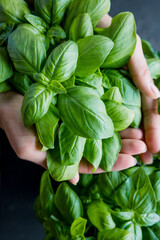Female hands holding basil leaves. Locavore movement, clean eating,organic horticulture, growing, harvesting concept