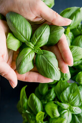 Female hands holding basil leaves. Locavore movement, clean eating,organic horticulture, growing, harvesting concept