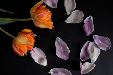 orange tulips with purple petals on a black background