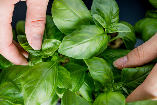 Female hands holding basil leaves. Locavore movement, clean eating,organic horticulture, growing, harvesting concept