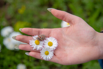 The hand of a young girl with long nails, daisies and a may bug.