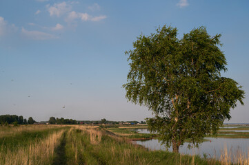 field road and tree on the lake shore