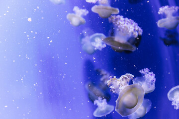 Obraz na płótnie Canvas Jellyfish in the blue water,