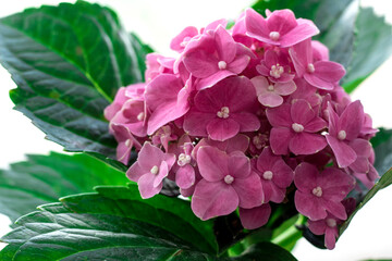 Hydrangea serrata Shikoubai, A good small shrub with mid pink flowers and red tinted foliage in spring.