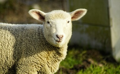 "ja, ich bin gern dein Kuscheltier"