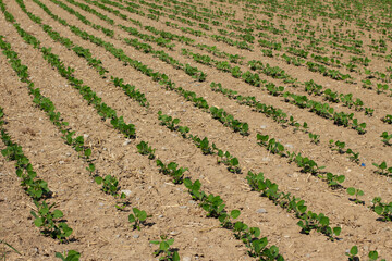 Field with seedlings of soybeans, Glycine max