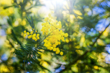 Fototapeta na wymiar The branch of a mimosa tree with flowers, sunny